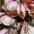 Siertak Magnolia Roze 105cm Pot&Vaas